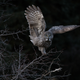 Big birb